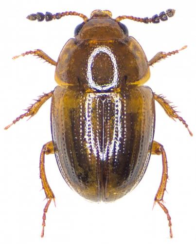 Réf. 200 430 : Leiodes sp.